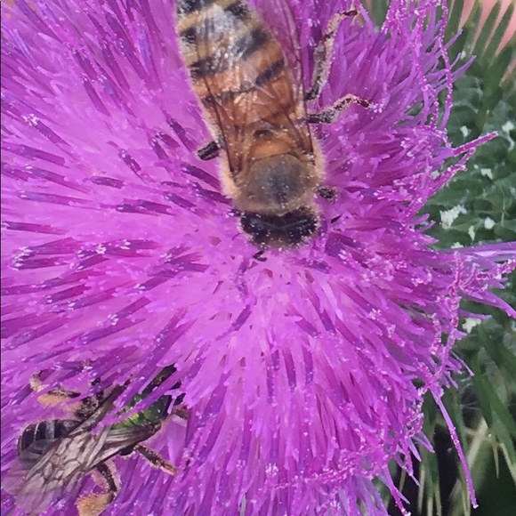 Meet your Posher, Debra - Picture 1 of 1